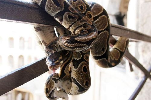 Un serpent sur la rampe d'une coursive