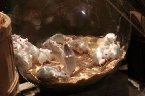 Les souris de l'épreuve des Jarres