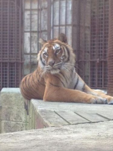 Avec le tigre qui a joué dans l’Odyssée de Pi !
