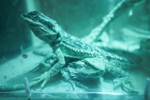 Les animaux du Manoir