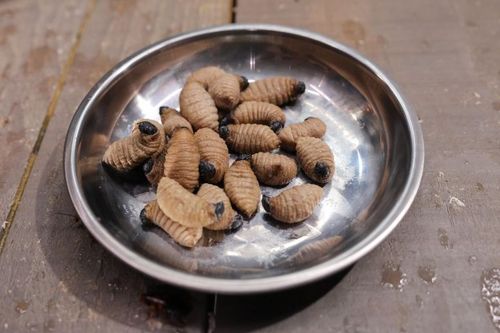 Plat de Larves proposé au Restaurant