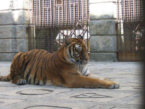 Tigre dans la salle du trésor