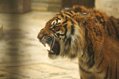 Tigre dans la salle du trésor