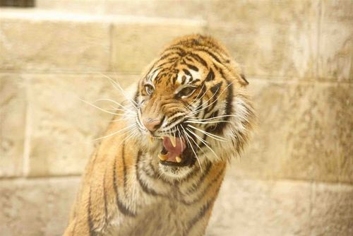 Tigre dans la salle du trésor