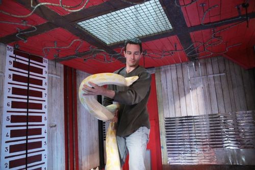 Karim met en place un python dans la Cellule qui rétrécit