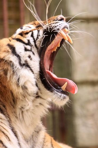 Les tigres, toujours présents cette année
