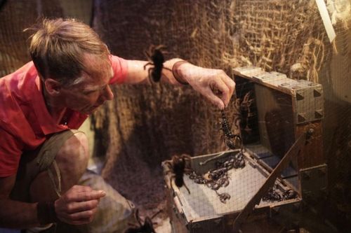 Christophe dans l\'aventure des Araignées et scorpions