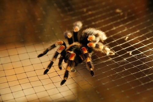 Une mygale, bien souvent source de phobie