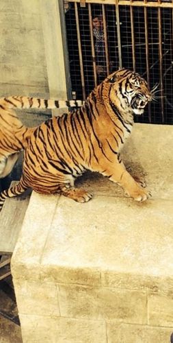 J'adore les chats ? #fortboyard