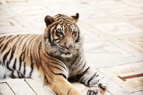 Une des tigresses de la salle du trésor