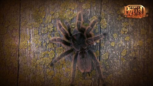 Mygale sur une porte de cellule