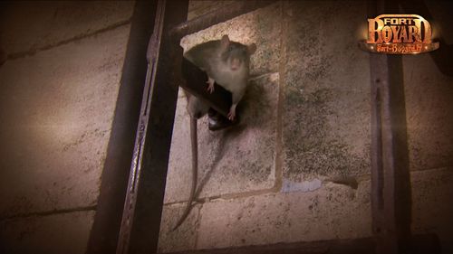 Rat sortant de l\'épreuve de l\'égout.