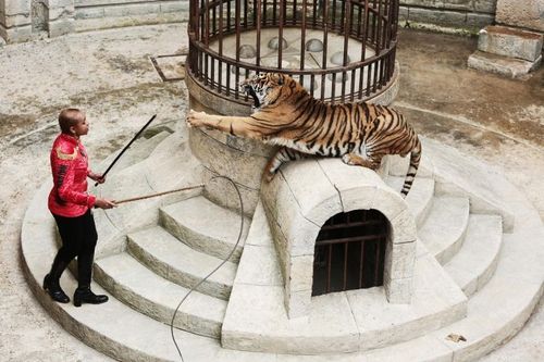 Félindra et ses tigres prêts pour le Safari