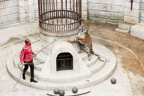 Félindra et ses tigres prêts pour le Safari