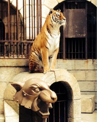 Les tigres gardent encore la Salle du Trésor pour la saison 2015