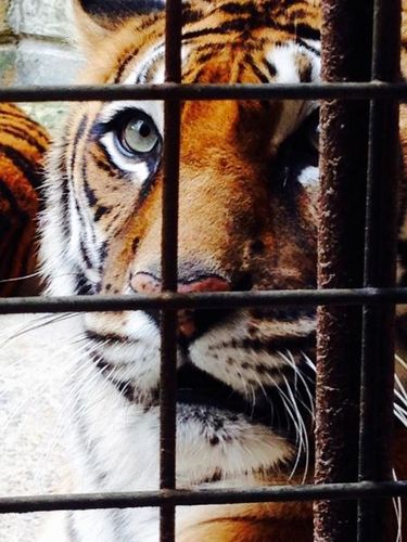 #FortBoyard les tigres aussi sont à pieds d'œuvre, ils ne feront aucun cadeau aux candidats de cette année