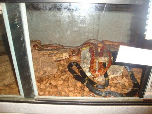 Serpents dans leur vivarium
