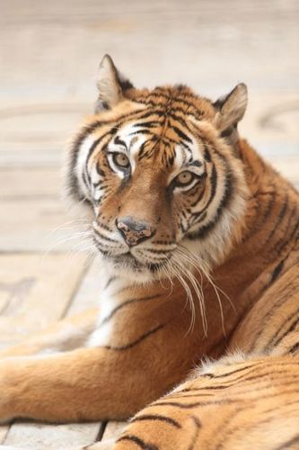 Un tigre