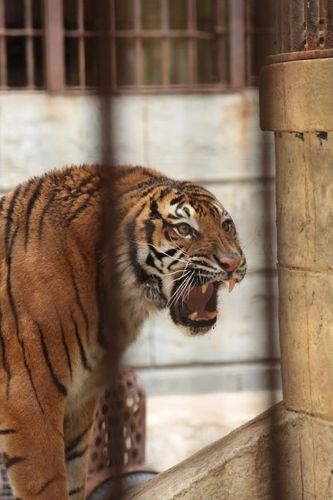 Un tigre