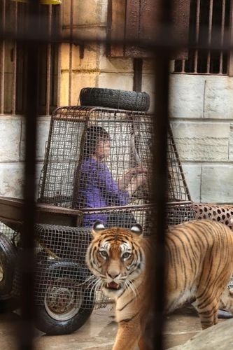 Danièle Évenou dans le Safari