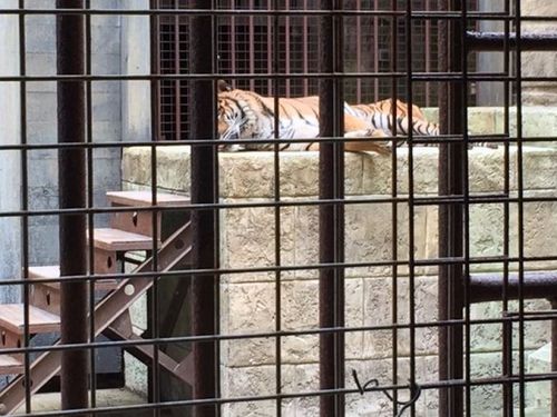 Mon tigre du fort boyard me manque déjà ...#macage2016 @NathalieANDREF2
