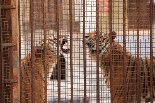 Les tigres de la salle du trésor