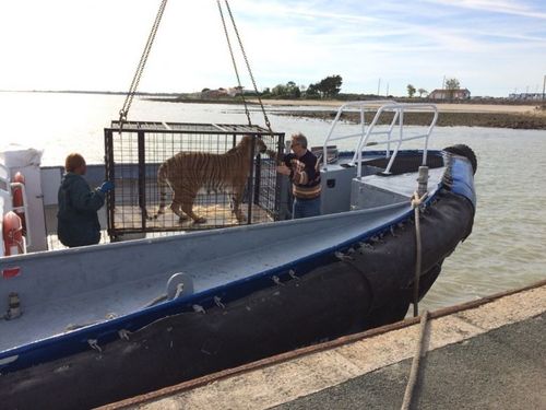 Les tigres arrivent bientôt à fort boyard !