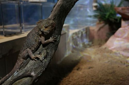 Nouvelle épreuve animalière pour la 28e saison