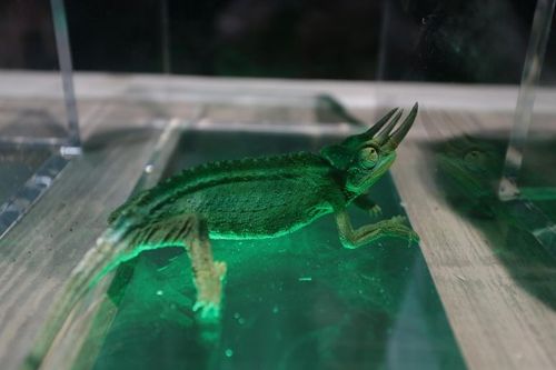 Les cellules du fort seront toujours habitées par des créatures étranges.