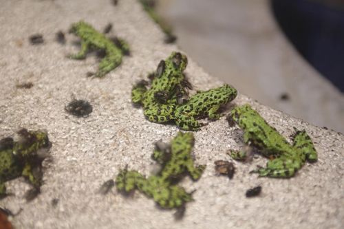 Des grenouilles dans la cabine abandonnée ?