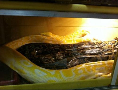 Le python albynos
