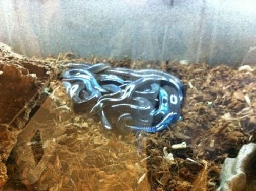 Les serpents.