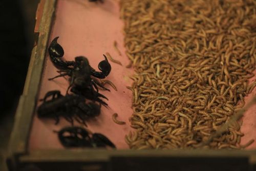 Scorpions et vers, on dirait le menu de chez Willy !
