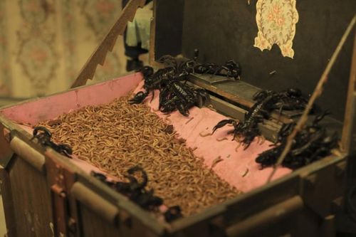 Les scorpions des demoiselles du fort