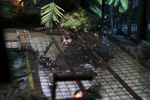 L'épreuve de Croco-World