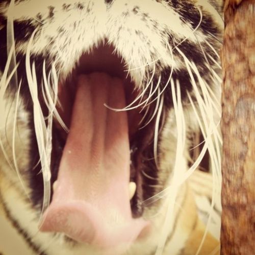 Et puis le tigre fait de même.... ;-)