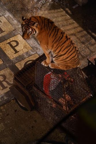 Bigflo dans l'aventure du Safari