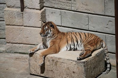 L'un des tigres de la Salle du trésor