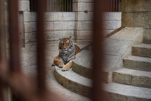 Un tigre dans la Salle du Trésor