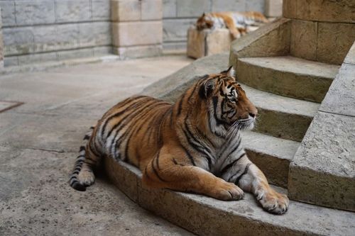 Un tigre dans la Salle du Trésor