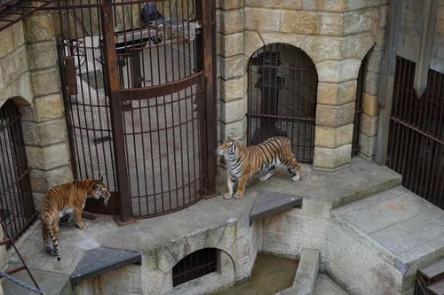 Les tigres dans le Salle du Trésor