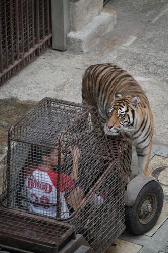 Candice Pascal entourée de tigres dans la voiturette du Safari