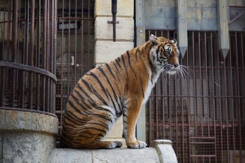 Un des tigres de la Salle du Trésor