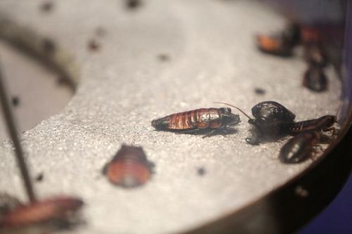 Une blatte de la Cabine abandonnée