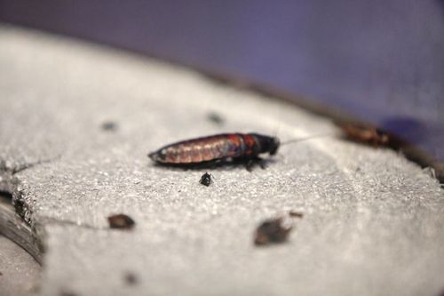 Une blatte dans la Cabine abandonnée