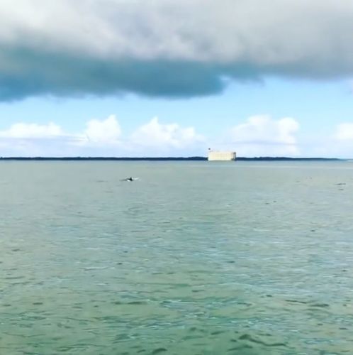 Des dauphins en rade de l'île d'Aix