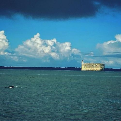 Des dauphins en rade de l'île d'Aix