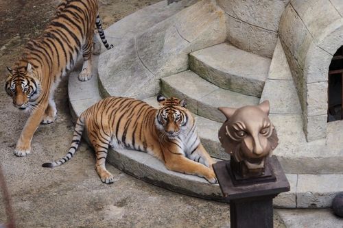 Les tigres dans la Salle du Trésor