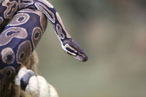 Un serpent veille sur les candidats
