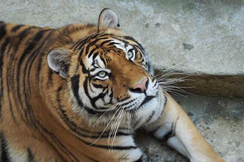 Les tigres de la salle du trésor